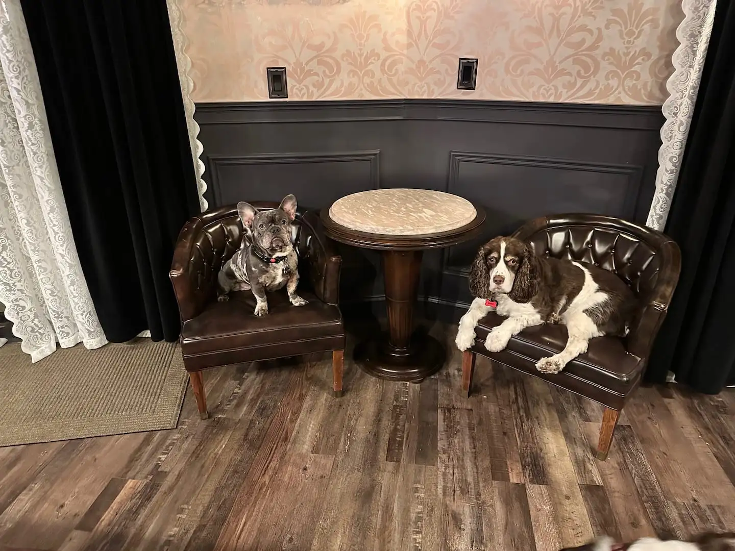 Two friendly dogs lounging on leather club chairs beside a marble-top cafe table in the game room