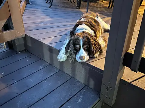 Springer spaniel resting on the wooden deck steps beside patio dining furniture at dusk